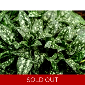 Pulmonaria 'Milky Way'